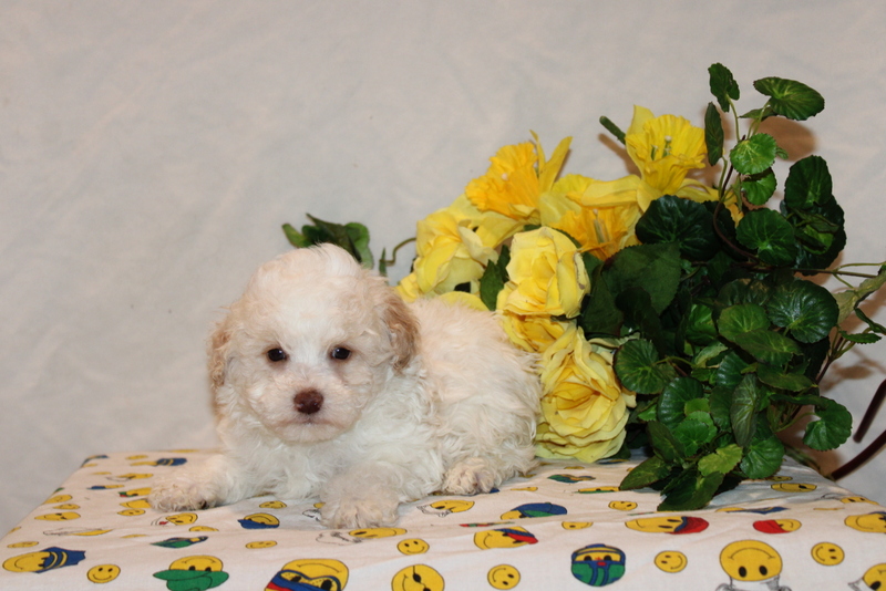 puppy, for, sale, Toy Poodle, Matthew B. Stoltzfus, dog, breeder, Gap, PA, dog-breeder, puppy-for-sale, forsale, nearby, find, puppyfind, locator, puppylocator, aca